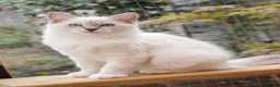 Ragdoll cats for sale: GCCF Registered Ragdoll kittens- 2 neutered boys - Advert 22
