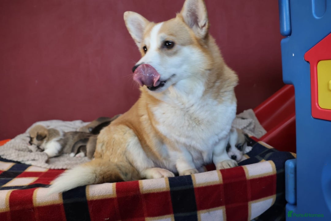 Welsh Corgi Pembroke dogs for sale: Show quality puppies - Image 5