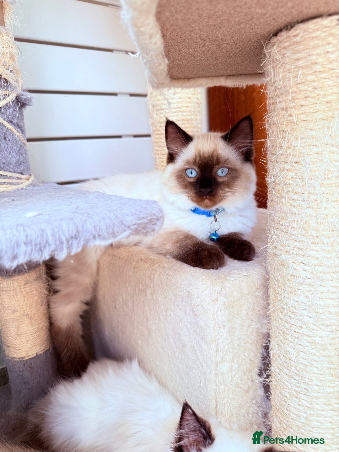 Ragdoll cats for sale: Last lovely ragdoll girl is waiting for U - Image 3