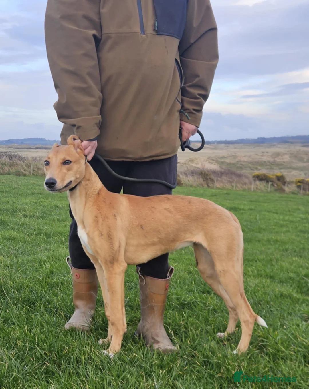 Lurcher dogs for sale: Lassie for sale - Advert 4