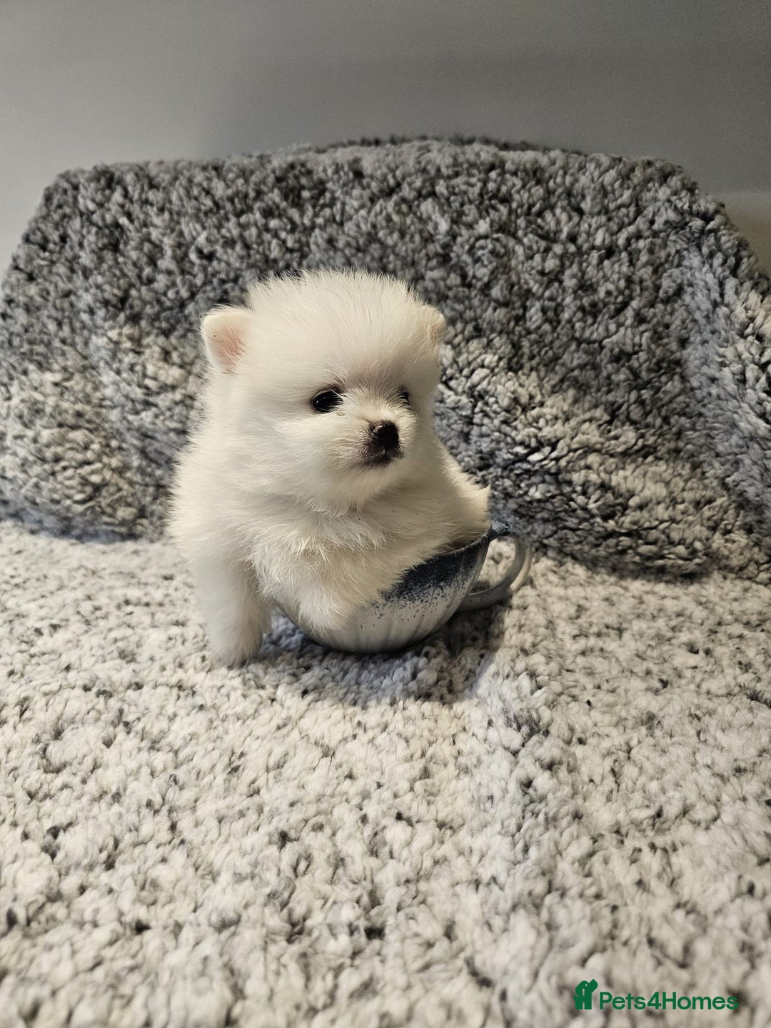 Pomeranian dogs for sale: Adorable mini Pomeranian ❤ - Advert 6