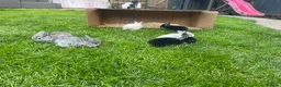 Mini Lop rabbits for sale: Mini lop Baby bunnies  - Advert 5