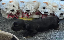 Havanese dogs for sale: Havanese Puppies For Sale - Advert 9