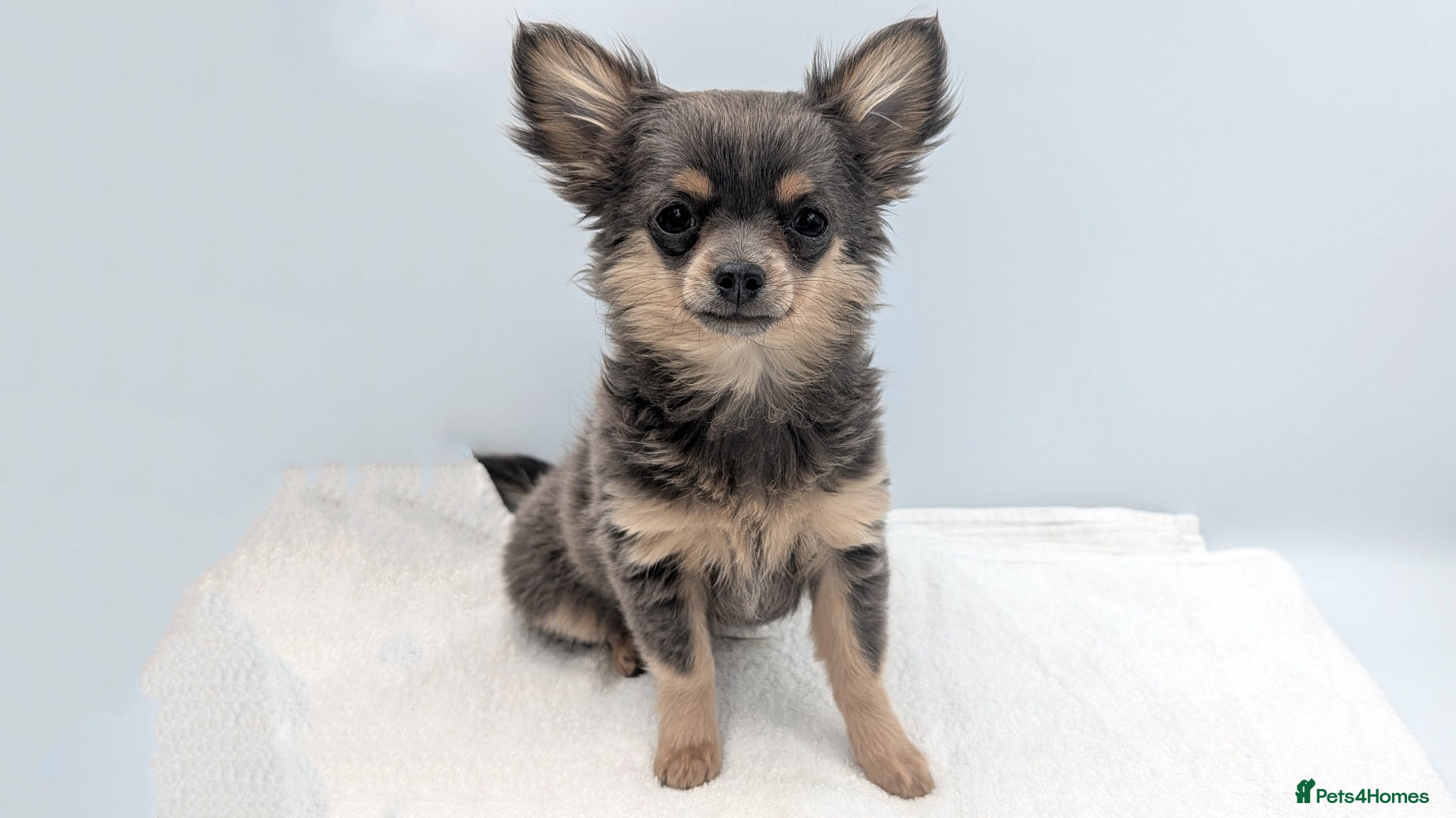 Chihuahua dogs for sale: Kennel Club Longhaired Chihuahua Puppies Blue KC - Advert 7
