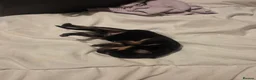 Mixed Breed dogs for sale: Rottweiler/Germanshepard pups  in Halifax - Advert 19