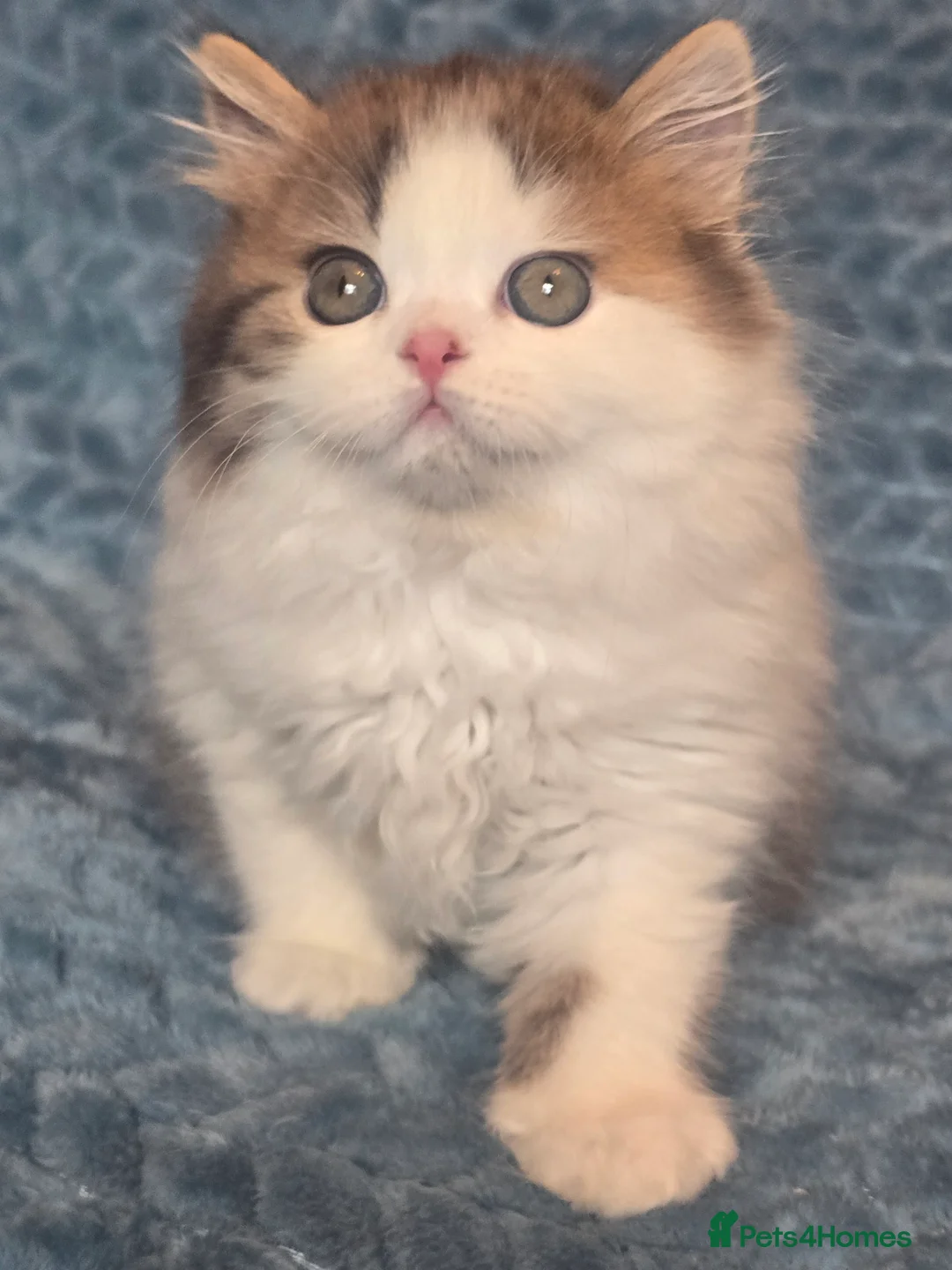 British Shorthair cats for sale: TICA registered British shorthair kittens - Advert 14