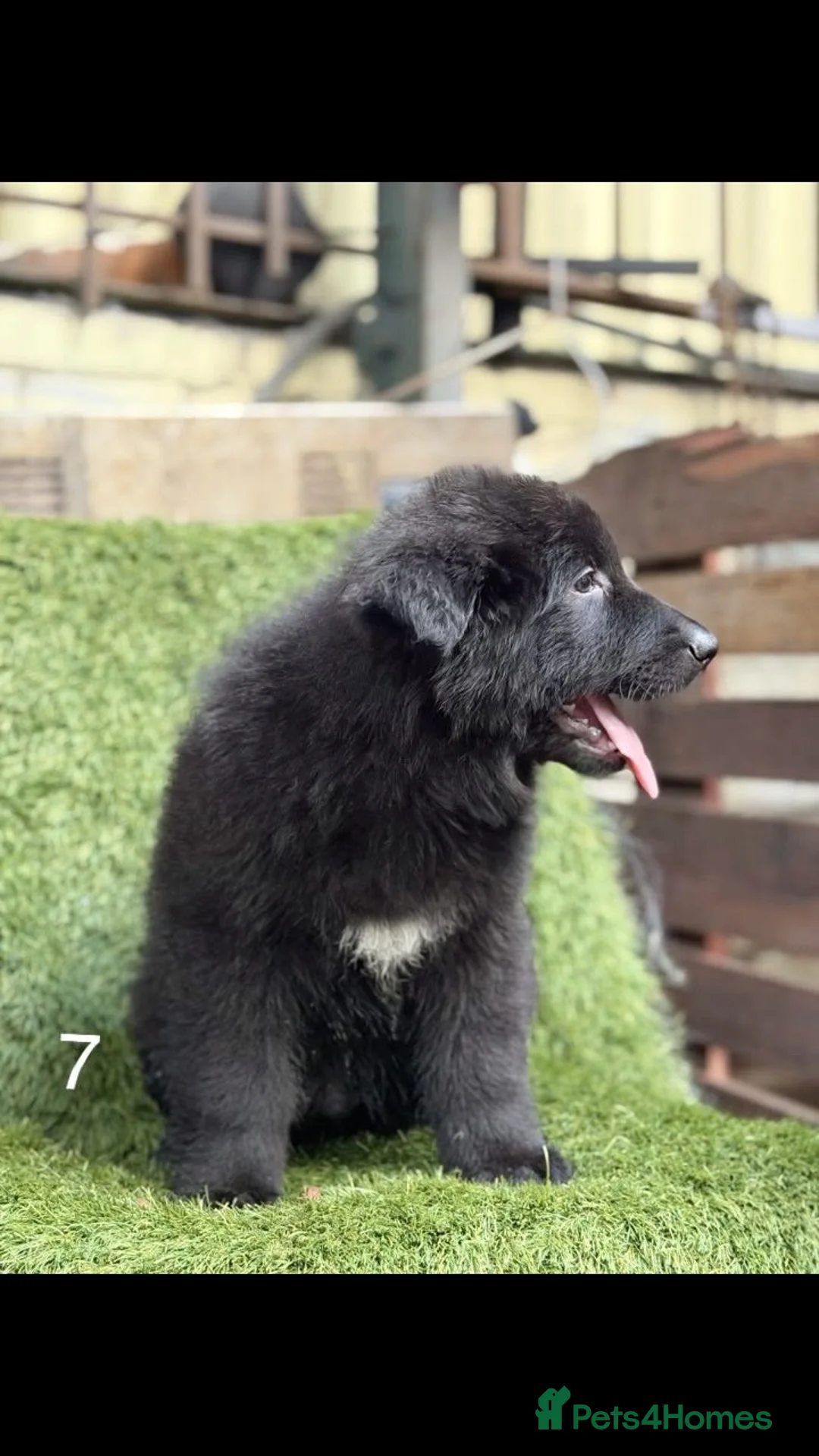 German Shepherd dogs for sale: German Shepard puppies  - Advert 29