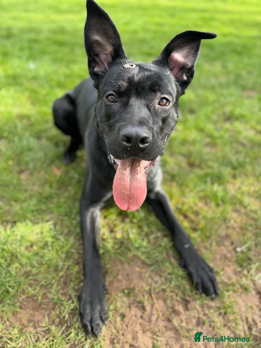 Mixed Breed dogs for sale: German corso (cane corso x German Shepard) - Advert 2