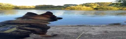 German Shepherd dogs for sale: Stunning kc male  - Advert 4