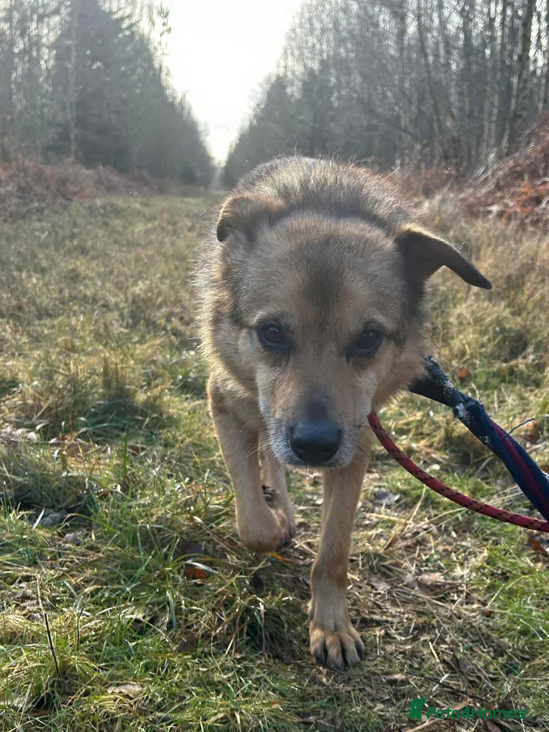 Mixed Breed dogs for adoption: Einstein - Norwich Norfolk  in Norwich - Image 10