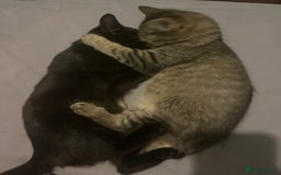 Domestic Shorthair cats for sale: Free Kittens  - Image 5