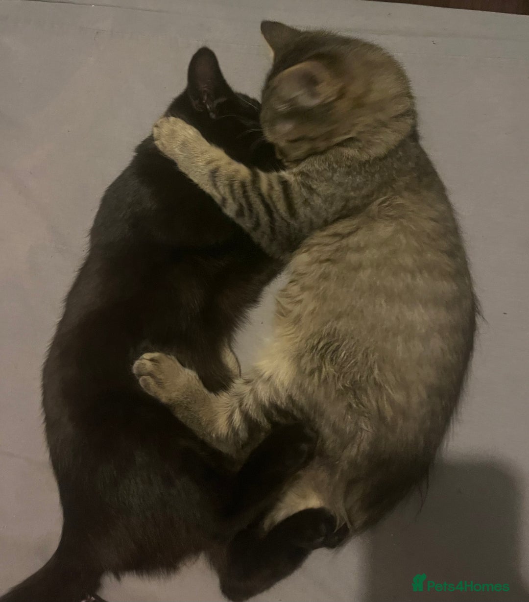 Domestic Shorthair cats for sale: Free Kittens  - Image 5