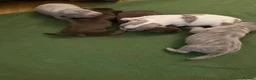 Chiweenie dogs for sale: Chiweenie pups - Advert 7