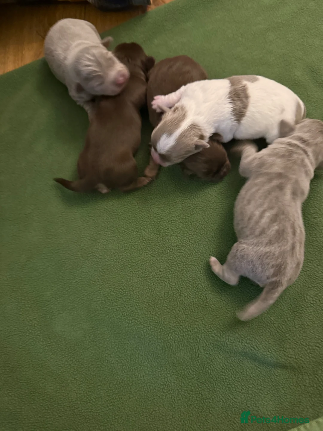 Chiweenie dogs for sale: Chiweenie pups - Advert 7