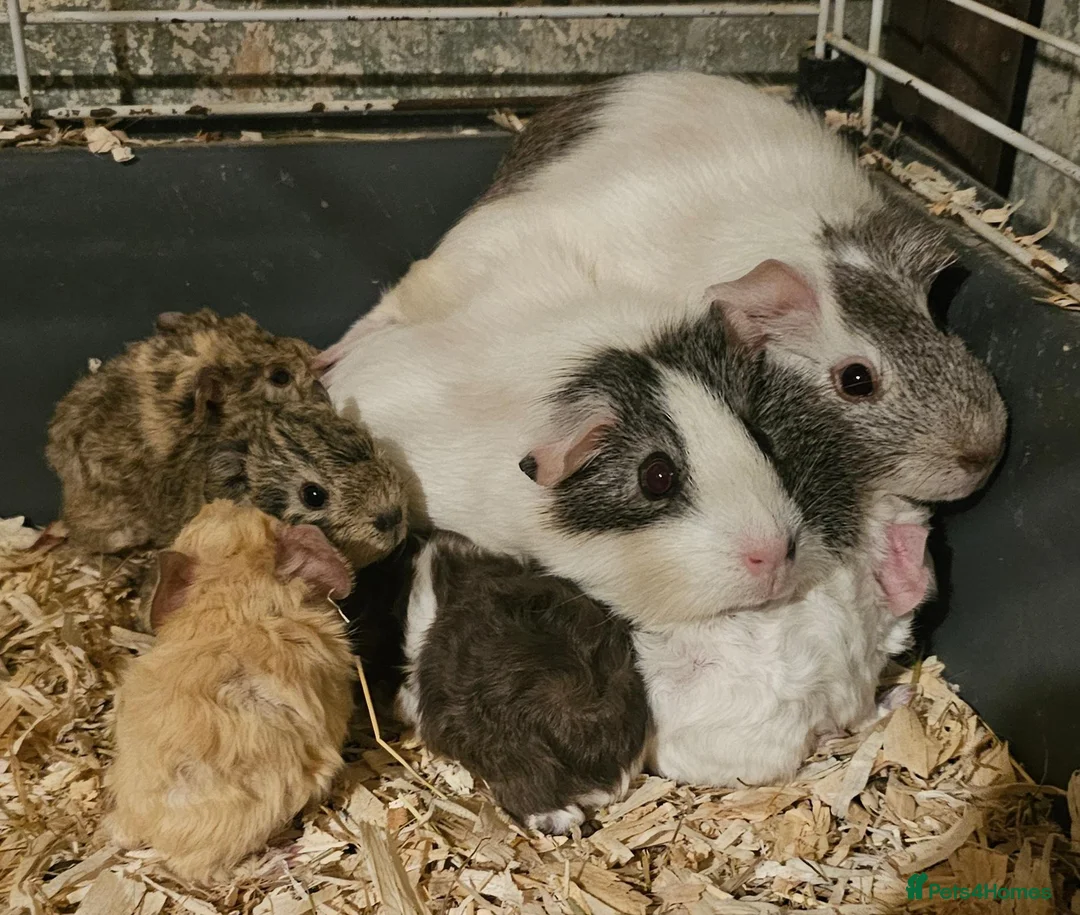 Guinea Pig rodents for sale: Gorgeous baby guinea pigs available  - Advert 3