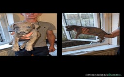 Lurcher dogs for sale: Lurcher (collie bull greyhound) pups - Image 7