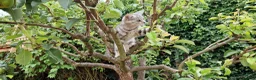 British Shorthair cats for sale: Lovely kittens - Advert 8