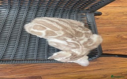 Bengal cats for sale: 🏡Stunning Tica registered Bengal Kittens  🐾 - Image 29