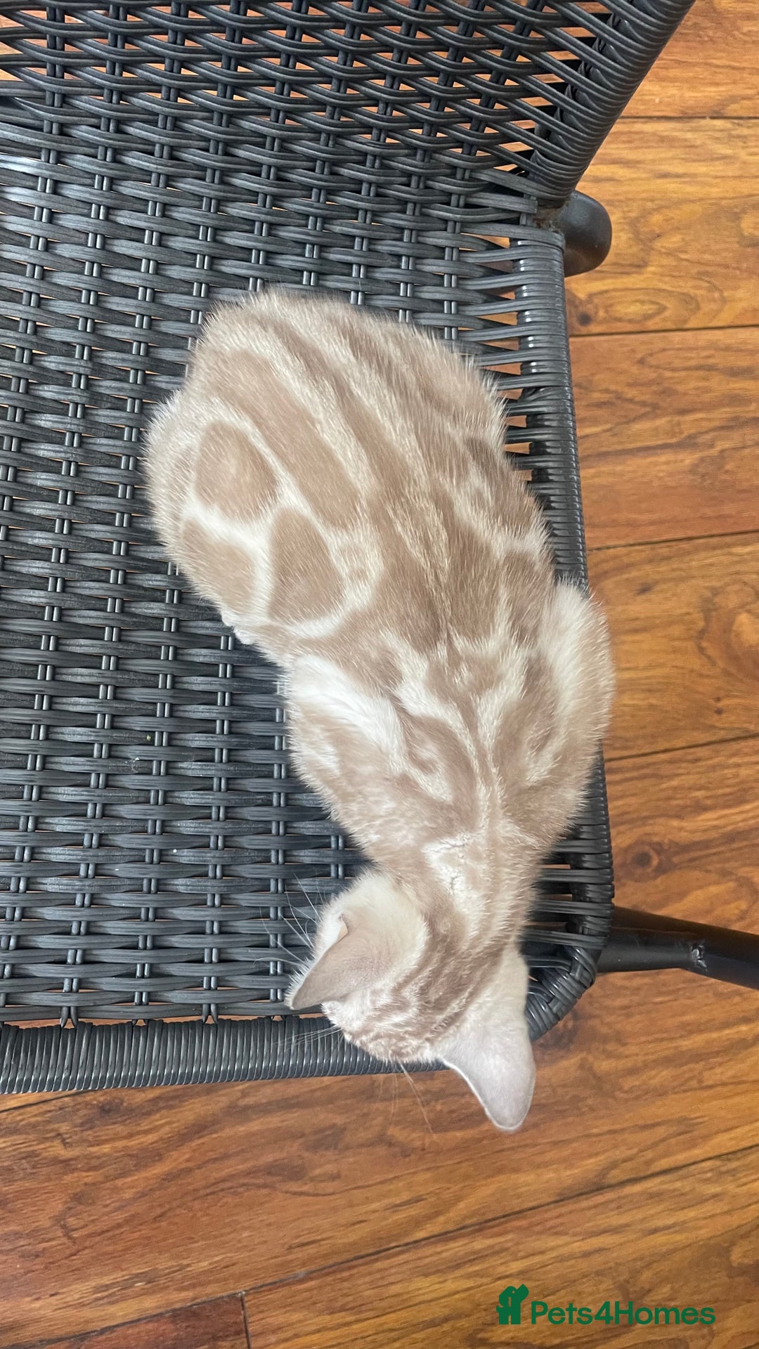 Bengal cats for sale: 🏡Stunning Tica registered Bengal Kittens  🐾 - Image 29