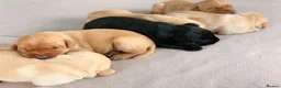 Labrador Retriever dogs for sale: KC Labrador puppies - Advert 10