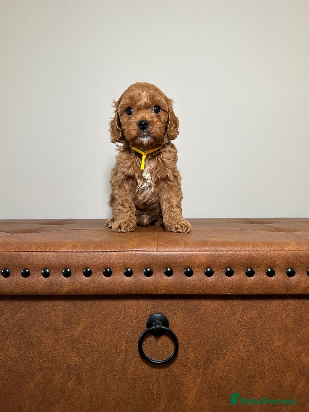 Cavapoo dogs for sale: F1 Cavapoo puppies.  - Image 5