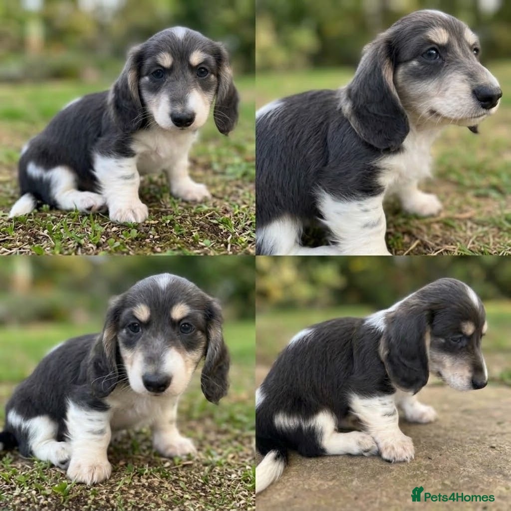 Miniature Dachshund dogs Blue&Tan Piebald Long Haired Miniature Dachshund - Advert 9