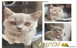 British Shorthair cats for sale: 🐾 TOP QUALLITY LILAC BSH reg GCCF purebred 🐾 - Image 32