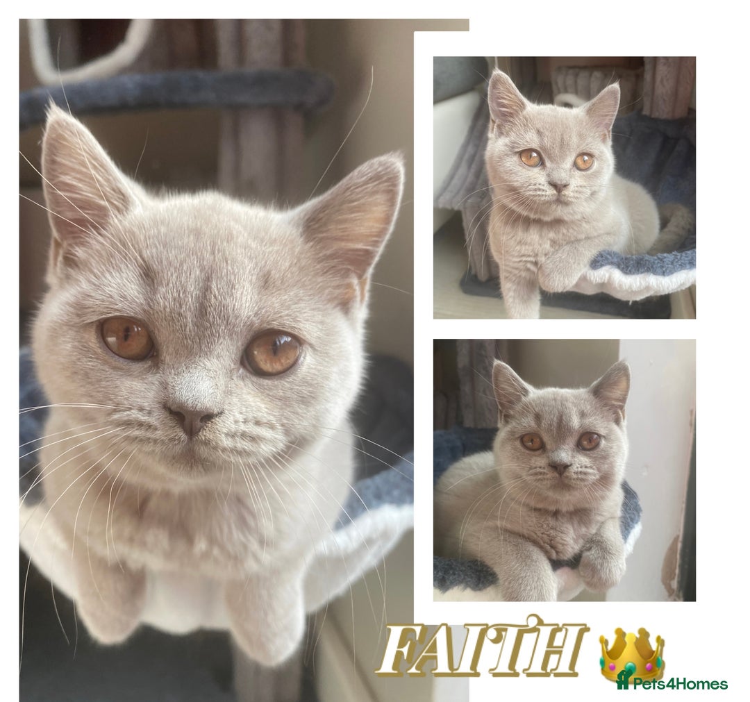 British Shorthair cats for sale: 🐾 TOP QUALLITY LILAC BSH reg GCCF purebred 🐾 - Image 32