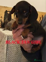 Miniature Dachshund dogs - Advert 1