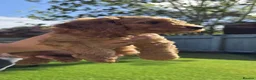 Cavapoo dogs for sale:  🩵Red cavapoos, ready to leave🩵 - Advert 17