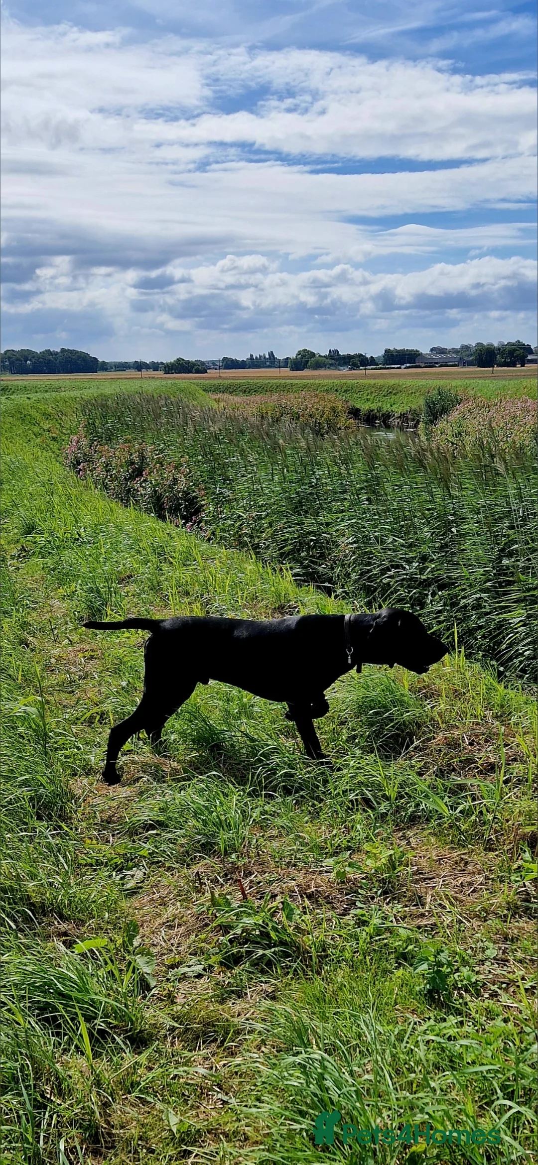 German Shorthaired Pointer dogs for stud: Proven full KC Reg GSP 5th Generation working in Liverpool - Advert 9
