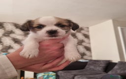 Mixed Breed dogs for sale: Jack tzu puppies - Advert 5