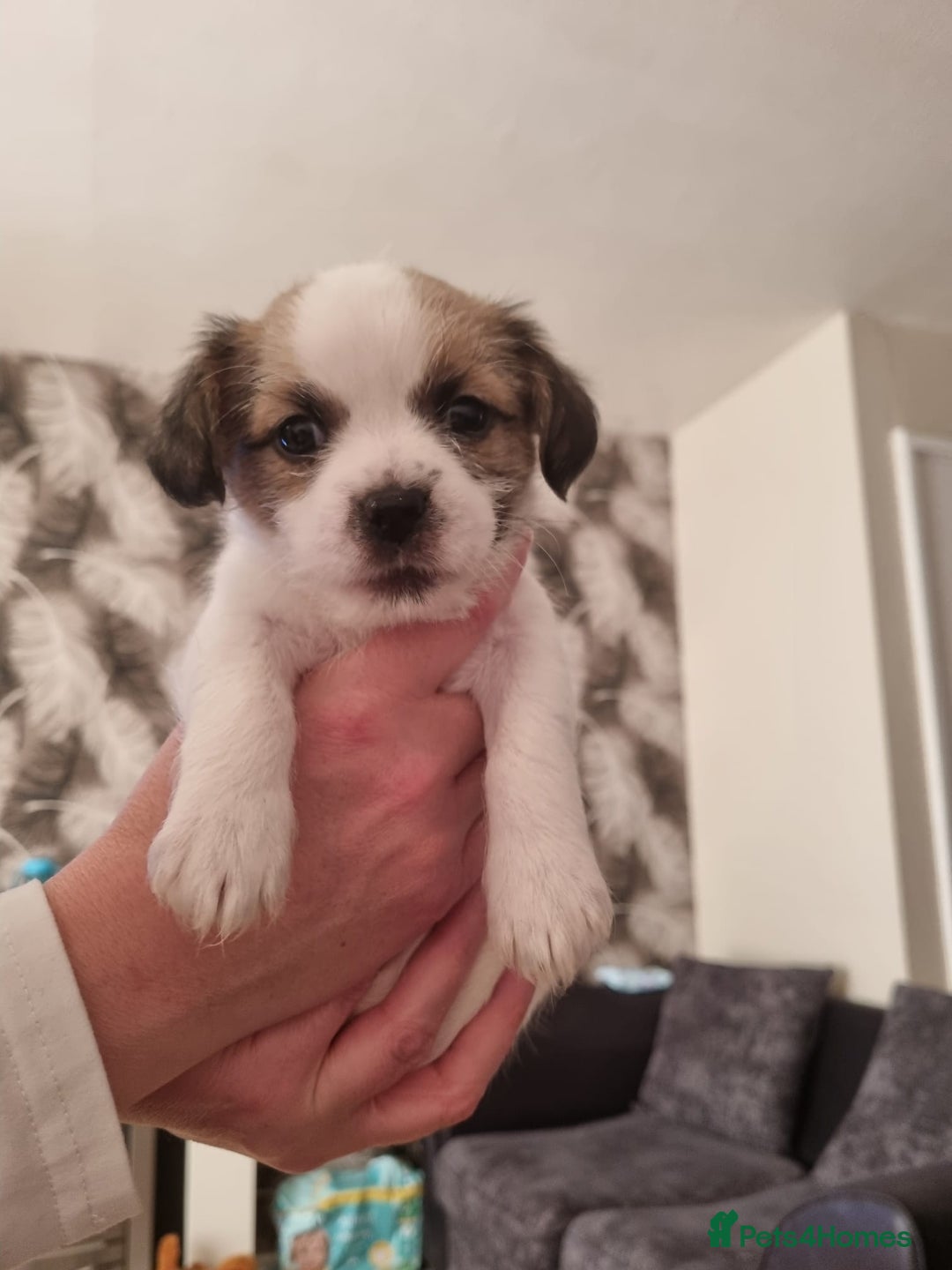 Mixed Breed dogs for sale: Jack tzu puppies - Advert 5