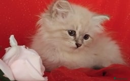 Siberian cats for sale: Siberian kittens for sale  - Image 8