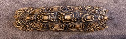 Tortoise reptiles for sale: LEOPARD Tortoise - male.  - Advert 5