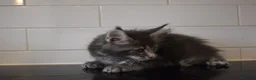 Maine Coon cats for sale: READY FOR COLLECTION  TICA registered kittens - Advert 29