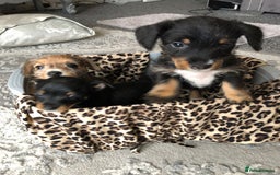 Jack Russell dogs for sale: Jack Russell pups - Image 1