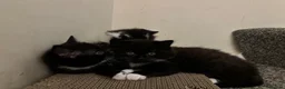 British Shorthair cats for sale: 2 lovely British short hair kittens - Advert 8