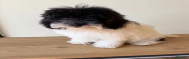 Oreo
