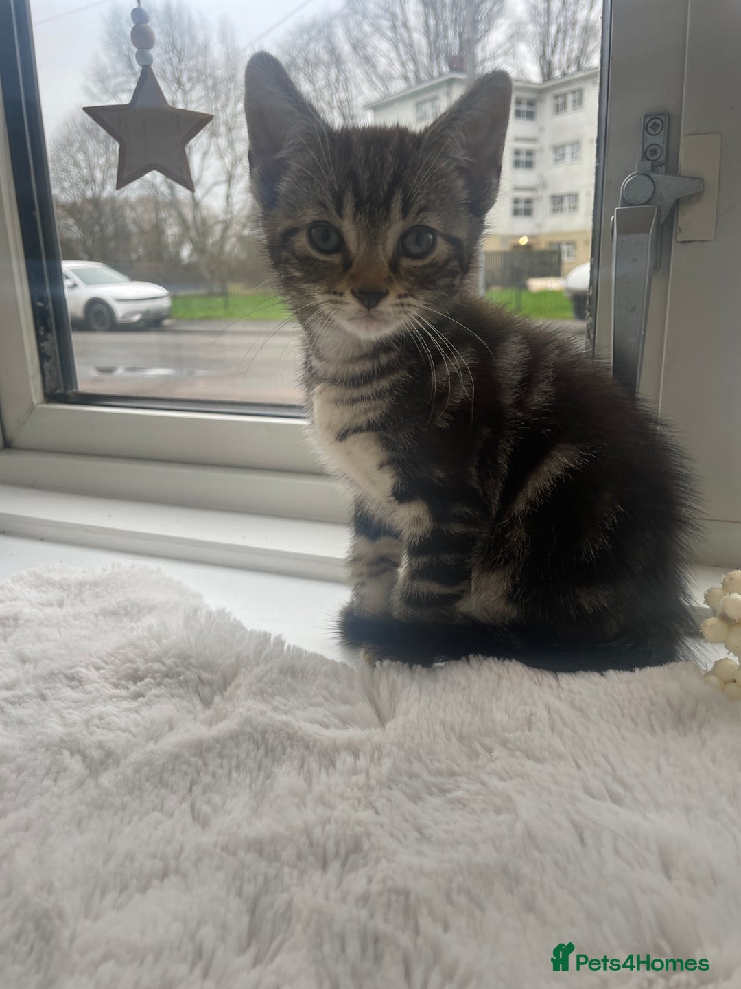 Mixed Breed cats for sale: Kittens Looking for a forever family  - Advert 8