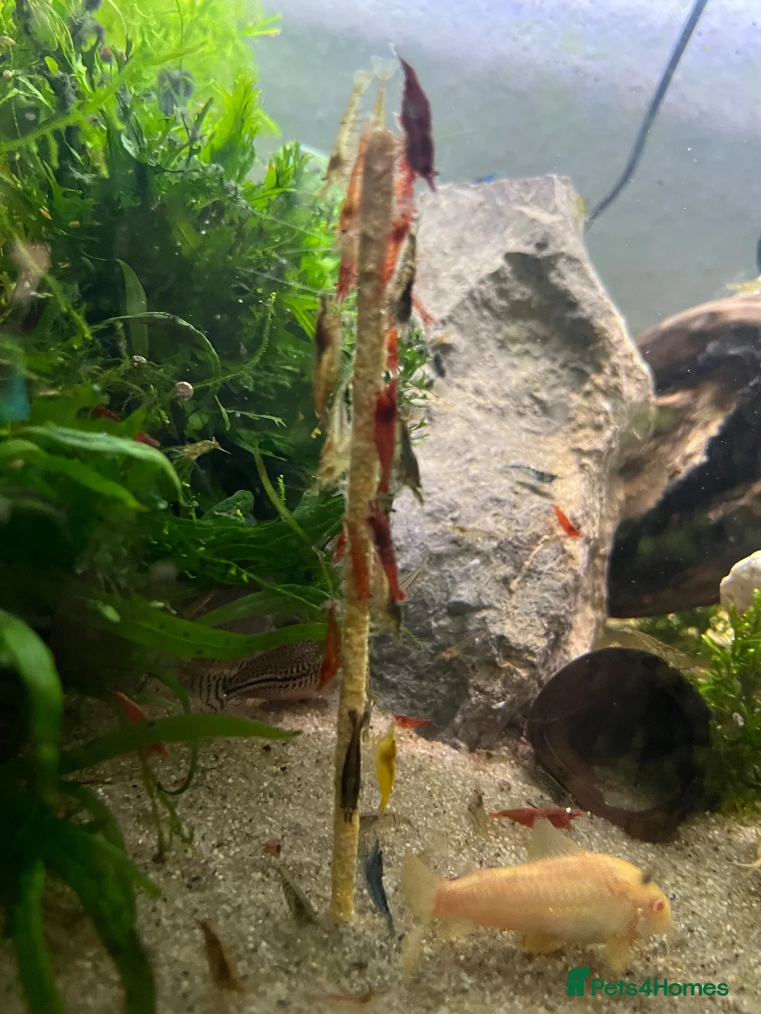 Shrimps fish for sale: Red/Lowgrade Cull shrimp - Advert 4