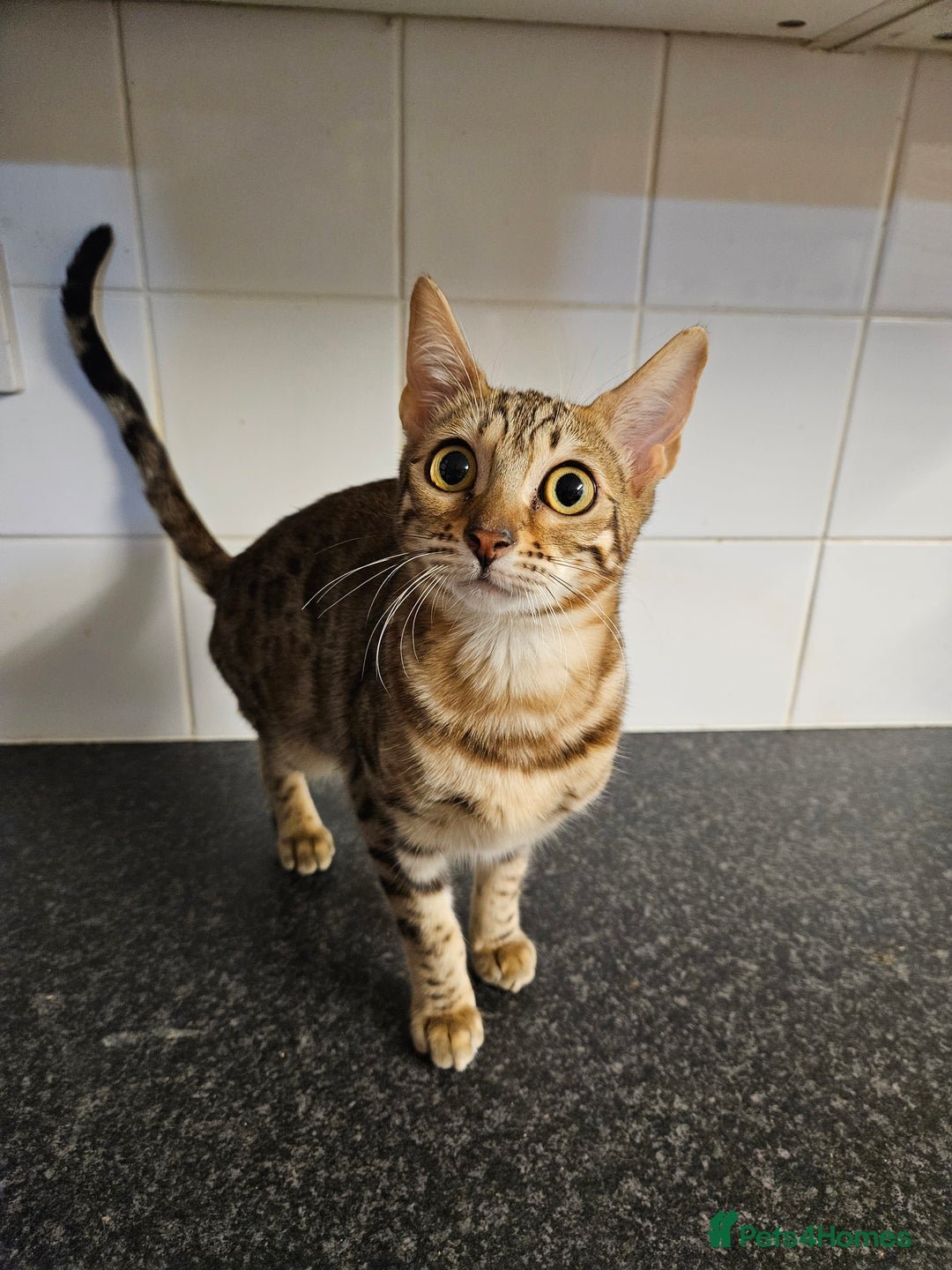 Bengal cats for sale: Silver/ mink bengals kittens  - Advert 31