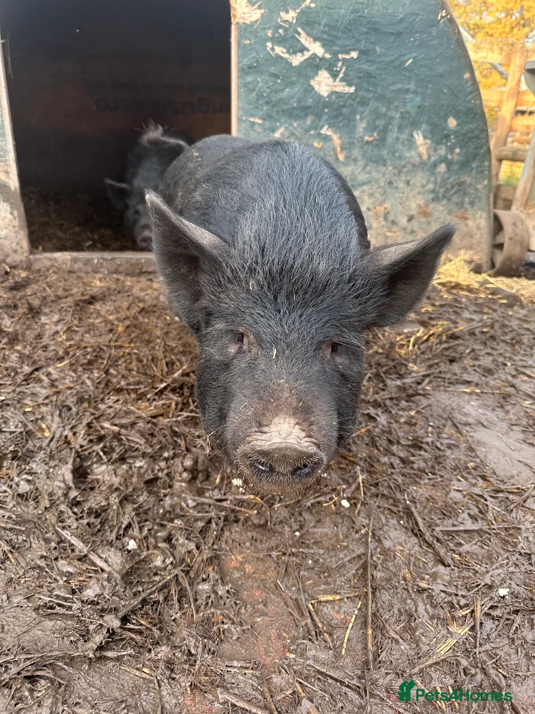 Pig livestock for sale: Micro pigs  - Advert 3