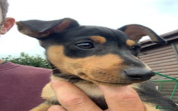 Mixed Breed dogs for sale: miniature pincher / mini jack  - Image 28