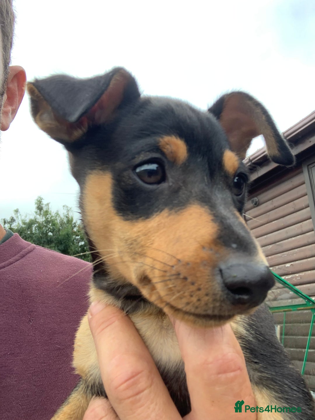 Mixed Breed dogs for sale: miniature pincher / mini jack  - Image 28