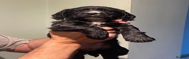Cocker Spaniel 3