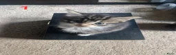 Mixed Breed cats for sale: 2 beautiful fluffy bengal cross kittens - Advert 2