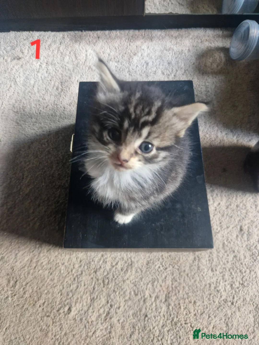 Mixed Breed cats for sale: 2 beautiful fluffy bengal cross kittens - Advert 2