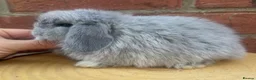 Mini Lop rabbits for sale: Pure bred baby pedigreed mini lops  - Advert 7