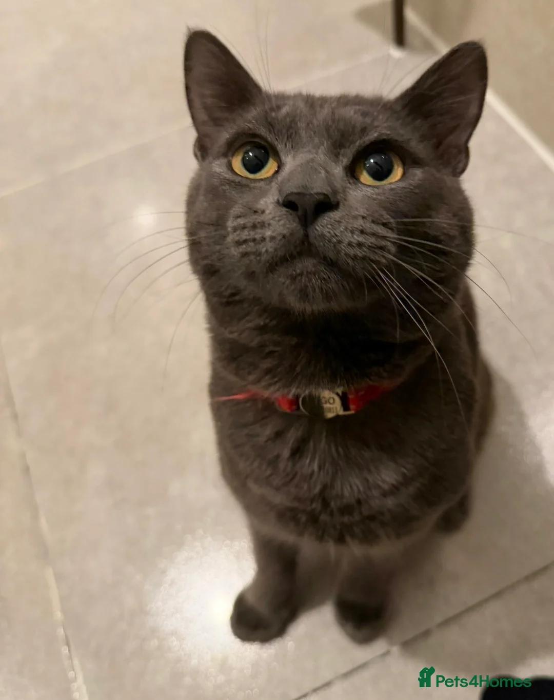 Russian Blue cats for sale: Bingo Biy Russia blue 11 months  - Advert 1